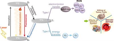 Photodynamic therapy for prostate cancer: Recent advances, challenges and opportunities